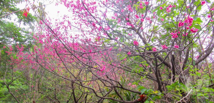 龍郷町観光ガイドブック 茶雅公園の桜写真
